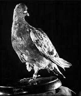Cher Ami was a US Army carrier pigeon in World War I. Despite being shot in the leg, she successfully delivered a message that helped save 194 lives.