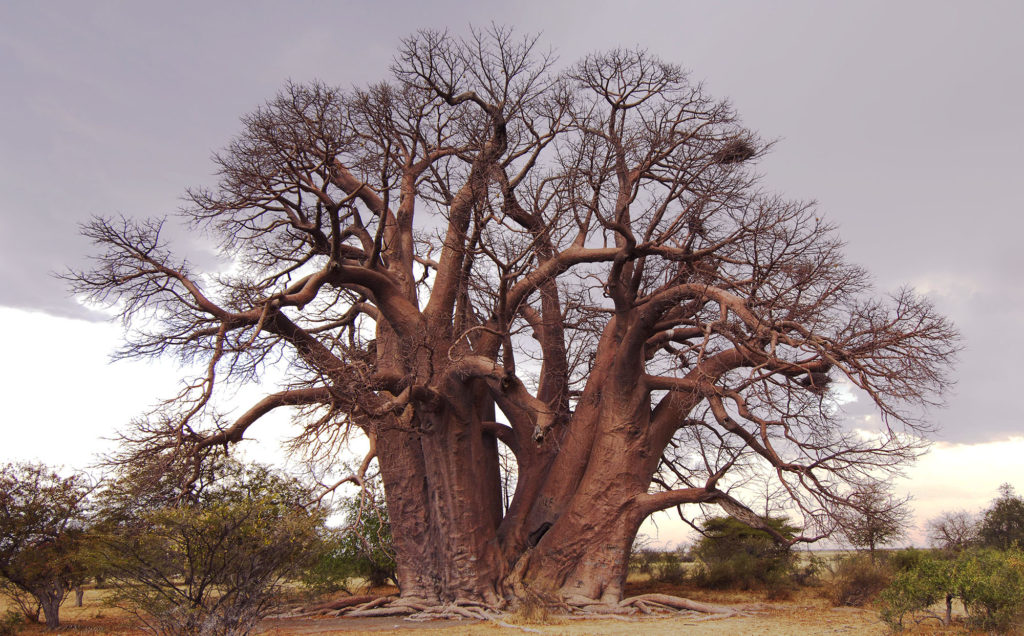 botswana_baobab